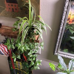 Spider/ Wondering Jew Plant 🪴 