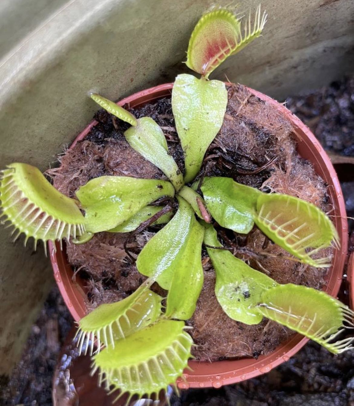 Venus Fly Trap Plant