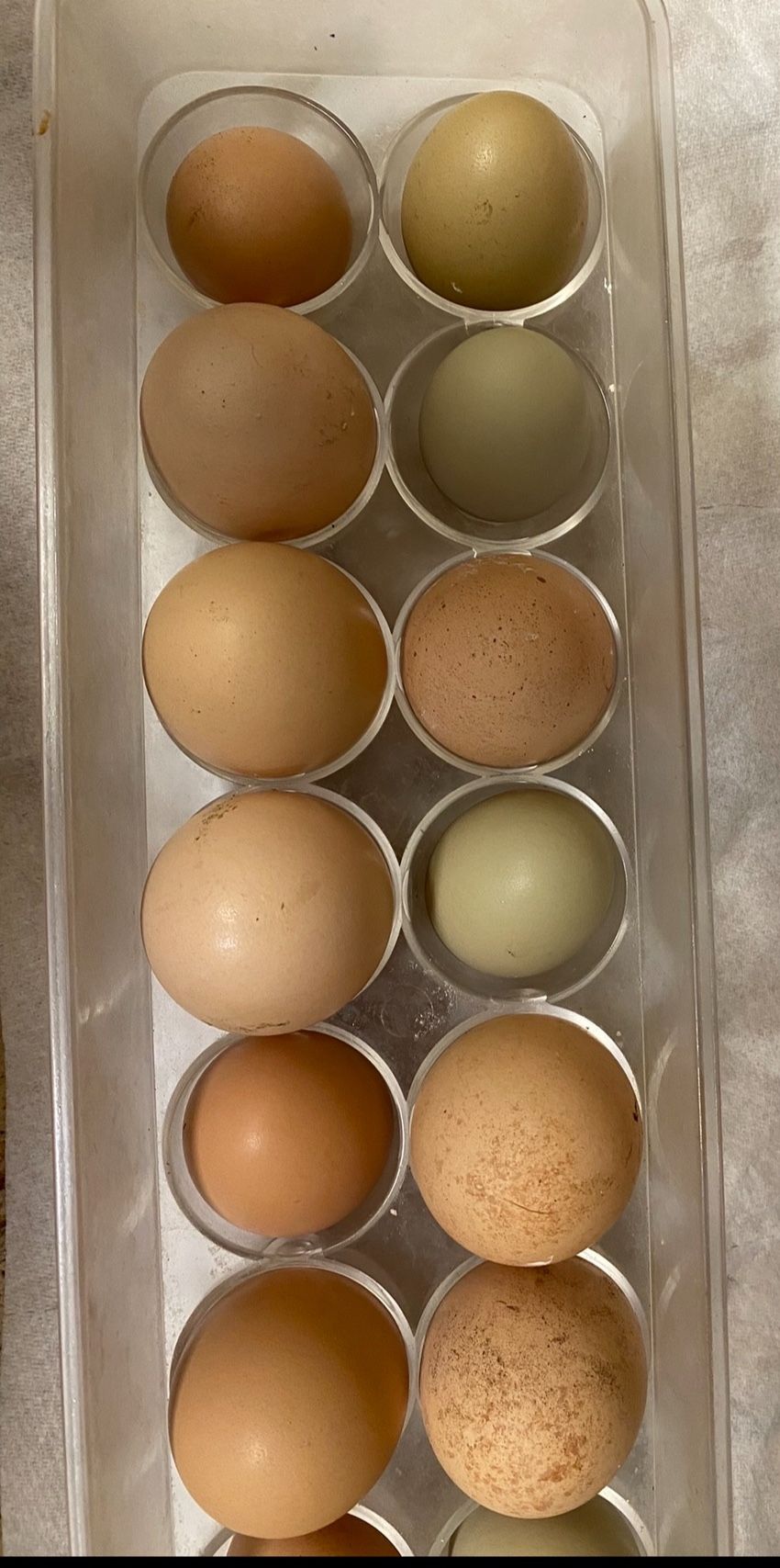 Fresh Eggs