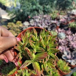 Succulent