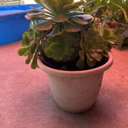 Suculentas 