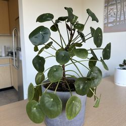 Large Pilea peperomioides Plant and Pot