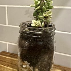 Mason Jar Succulent