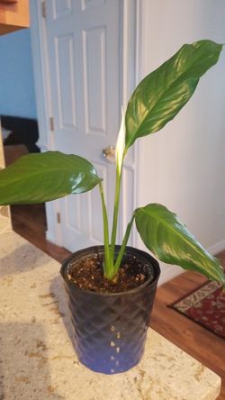 White Premium Sympathy Peace Lily - Indoor Plants