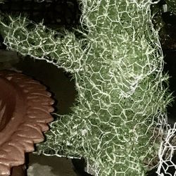 Topiary Animals ! REAL plants. Bear, Bunny, Swan, Dolphin Elephant, Seguro cactus. Infinite shapes + Many sizes These are 3-4’ in 5 gallon pots