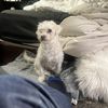 Robert