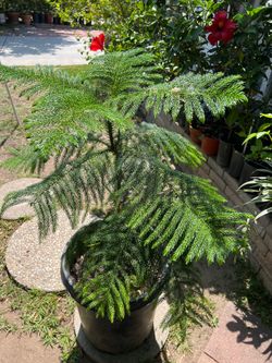 Healthy Norfolk Island Pine