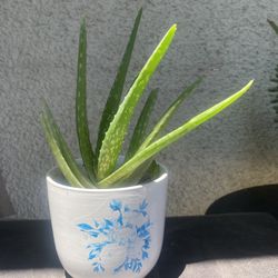 Aloe Vera Plant.