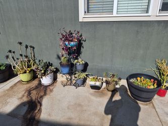 Potted succulents