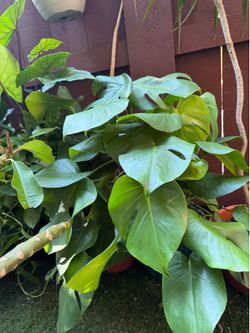 Healthy and lush Monstera plant