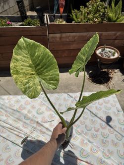 Alocasia Gageana Aurea Cutting
