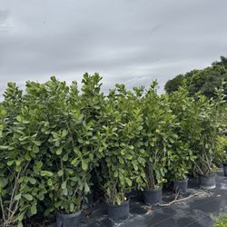 Clusia 7 Gl  6 Ft $23