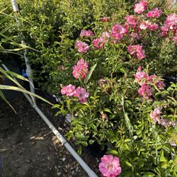 5 Galons Carpet Rose