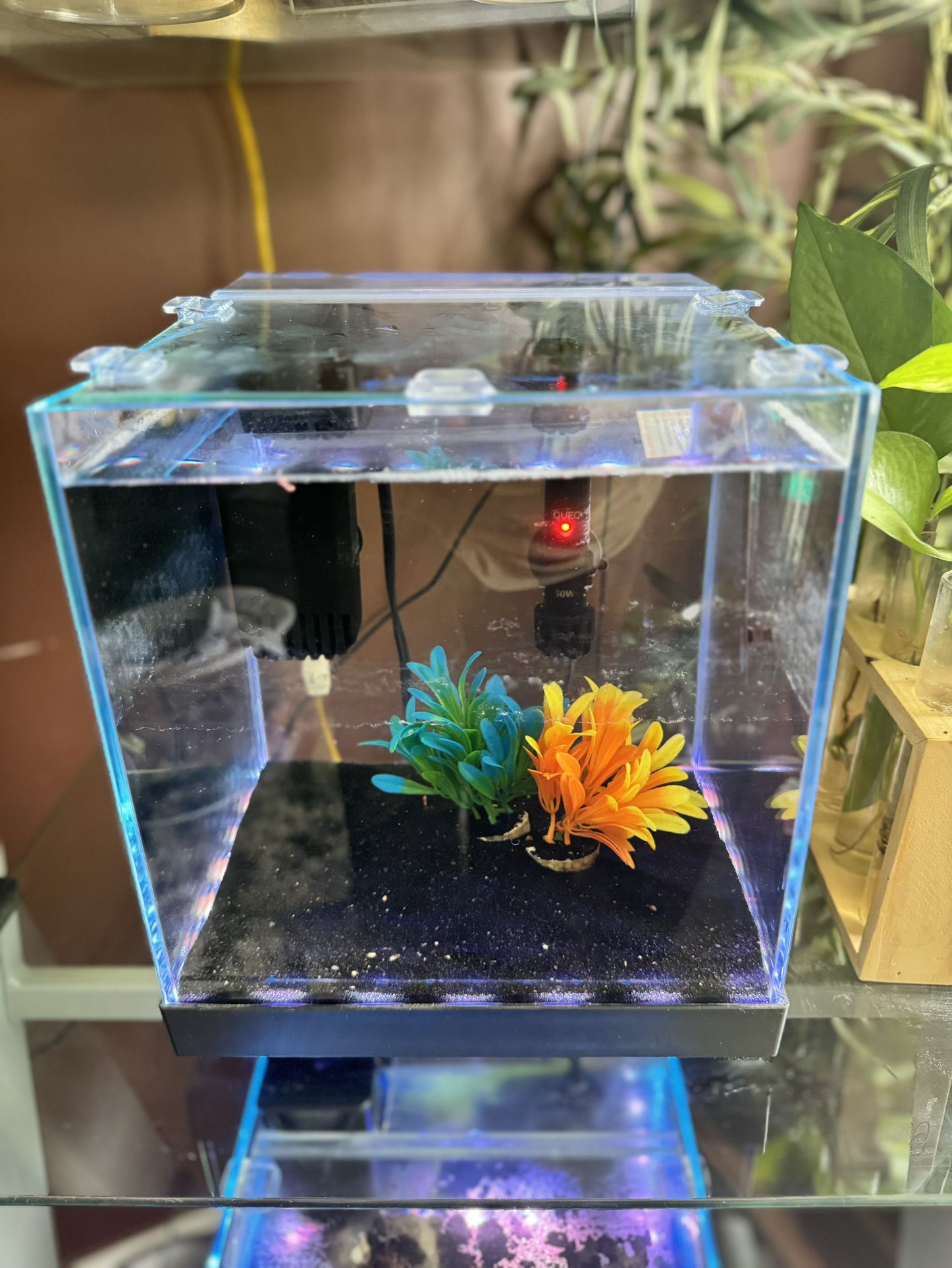 Colored Male Betta Fish (including Aquarium, Heater, And Filter)