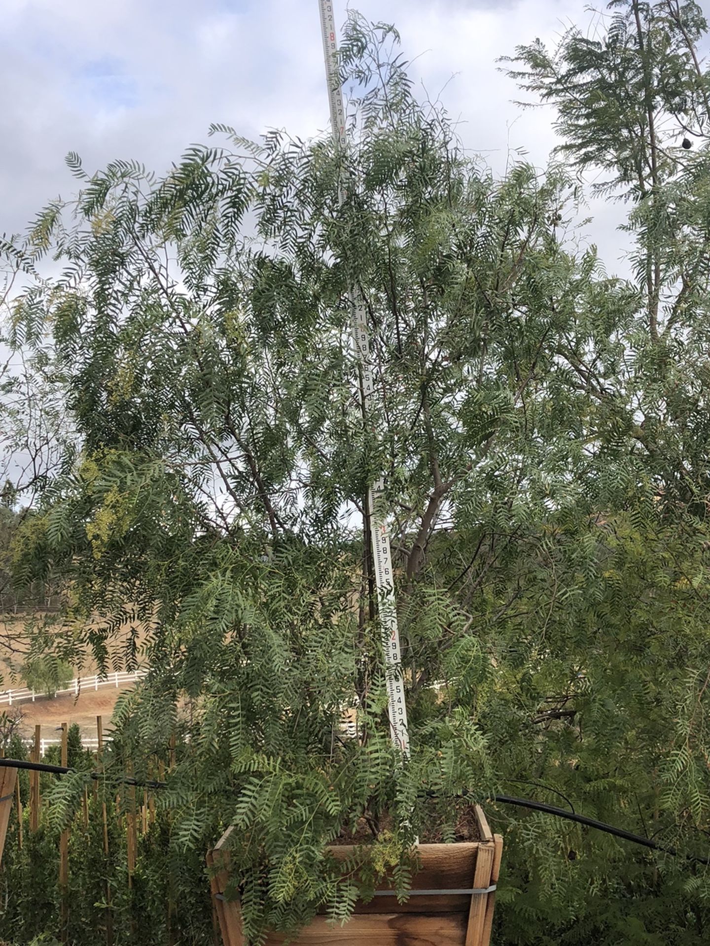 California Pepper Tree