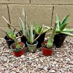 Succulents & Cacti