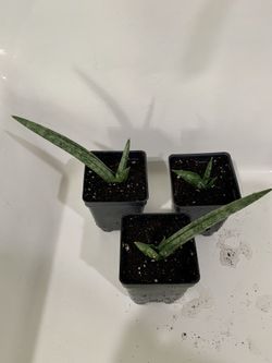 Plants