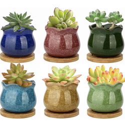 Live Succulents
