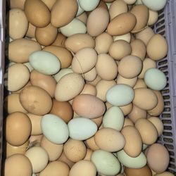 Organic Eggs