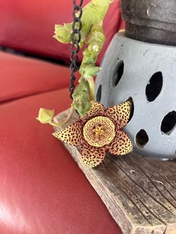 Live Stapelia Succulent Plant in Bloom