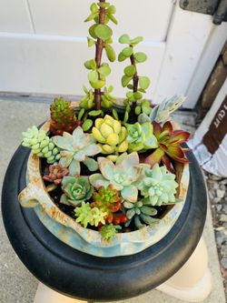 Adorable succulent arrangements