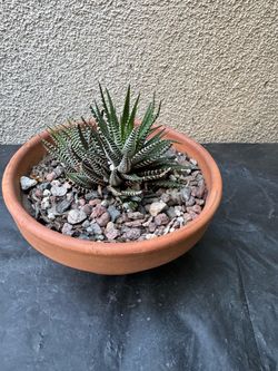 Zebra Haworthia Succulent Plant