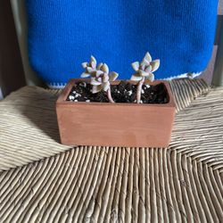 Mother Of Pearl Succulent Plant 🪴 On Clay Pot