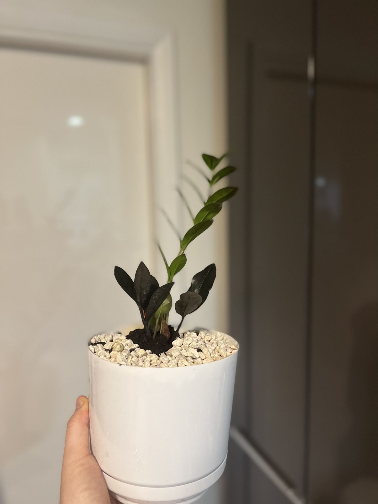 Housplants