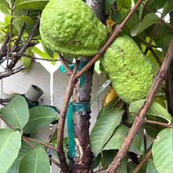 Guayabo China 15 Galones $125