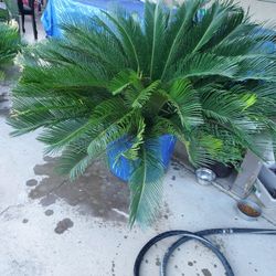 Sego Palms
