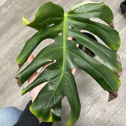 Monstera Albo Cutting