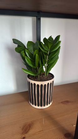 Zzz plant
