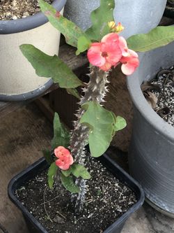 Corona de cristo mi cemiya