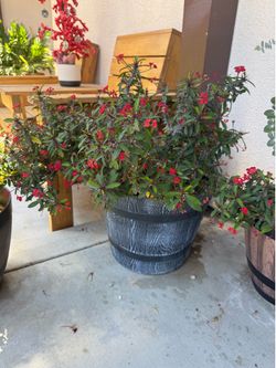 Crown Of Thorns Or Christ  Plant - Large Blooming