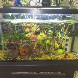 29 Gallon Aquarium 