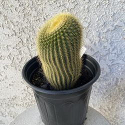 1 Gallon Pot Cactus Plant- Parodia Lenninghausii - Golden Ball Cactus - Live Cacti - Rooted & Established - Drought Resistant - 🌵 