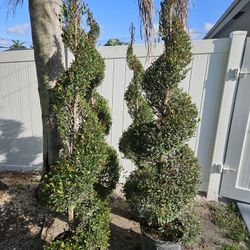 spiral cones topiary  Japanese  Blueberry staring  $65 and up