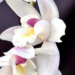 Cymbidium Orchids Địa Lan Trắng Lan Đất Trắng