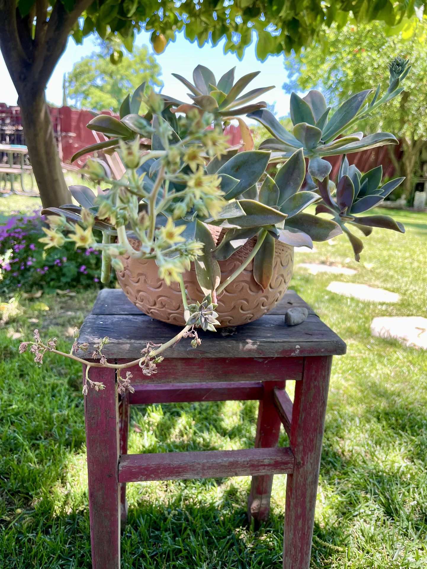 Succulent In Round Terracotta Pot 
