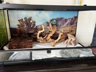 Huge Full Glass 40 Gallon Reptile Tank, Front Opening Bearded Dragon Terrarium