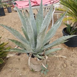 Plant With Pot Big Size