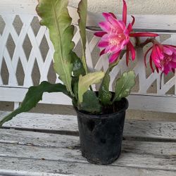 Flower 25$