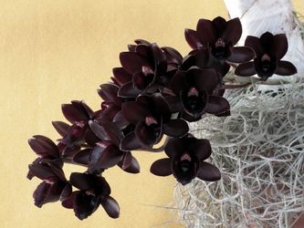 orchid black pearl