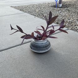 Ceramic Pot Wonder Jew Flowers 