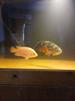 Fish tank decor