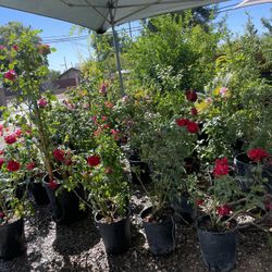 Plantas / Plants / Trees / Arboles
