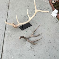 Real Deer Horns 
