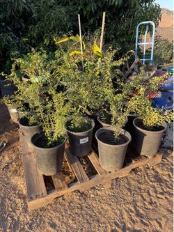 Guamuchil Plants / Madras Thorn Plants