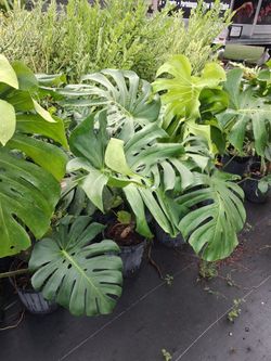 Monstera plants on sale now starting from $30