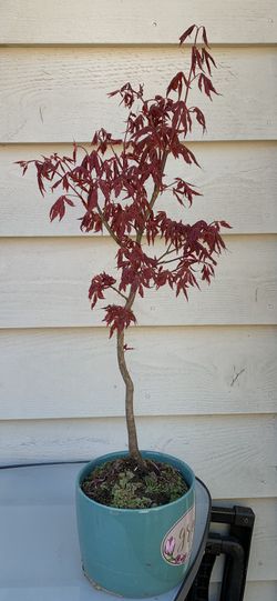Bonsai To Japan Maple 20 Inches